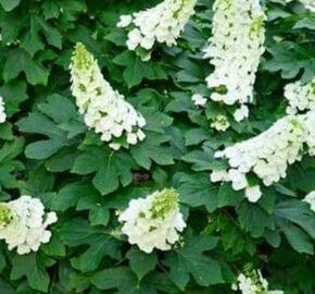 Hortenzie dubolistá 'Ruby Slippers'