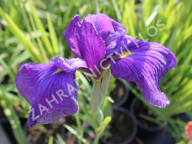 Kosatec mečovitý 'Good Omen' - Iris ensata 'Good Omen'