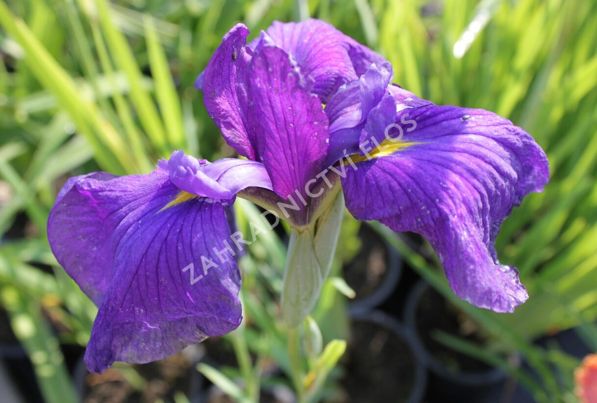Kosatec mečovitý 'Good Omen' - Iris ensata 'Good Omen'
