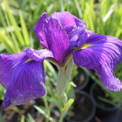 Kosatec mečovitý 'Good Omen' - Iris ensata 'Good Omen'