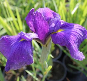 Kosatec mečovitý 'Good Omen' - Iris ensata 'Good Omen'