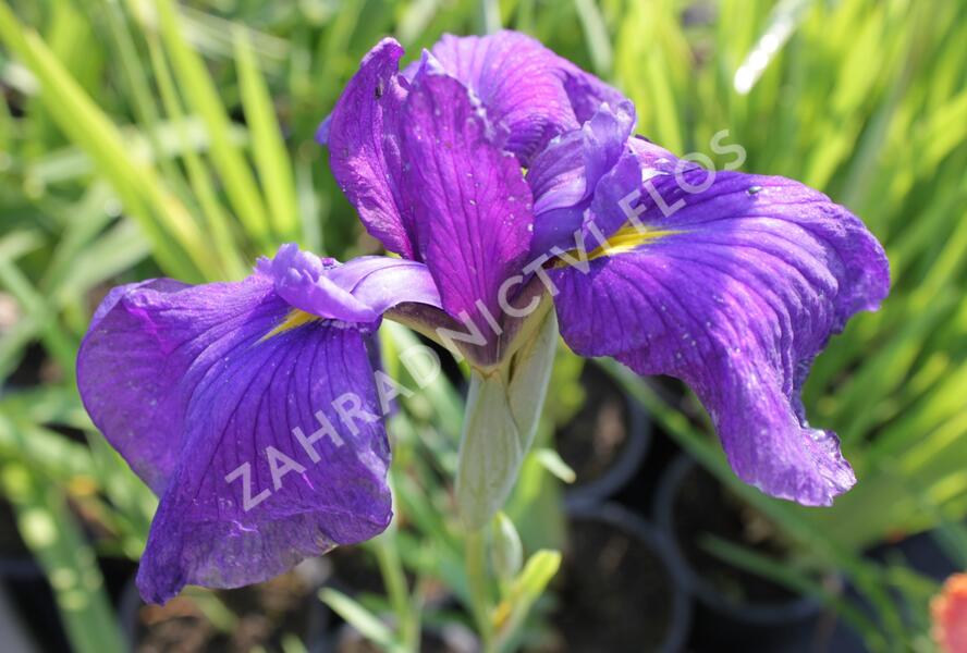 Kosatec mečovitý 'Good Omen' - Iris ensata 'Good Omen'