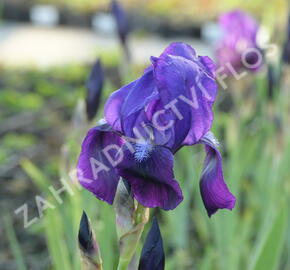Kosatec mečovitý 'Jodle Song Red' - Iris ensata 'Jodle Song Red'