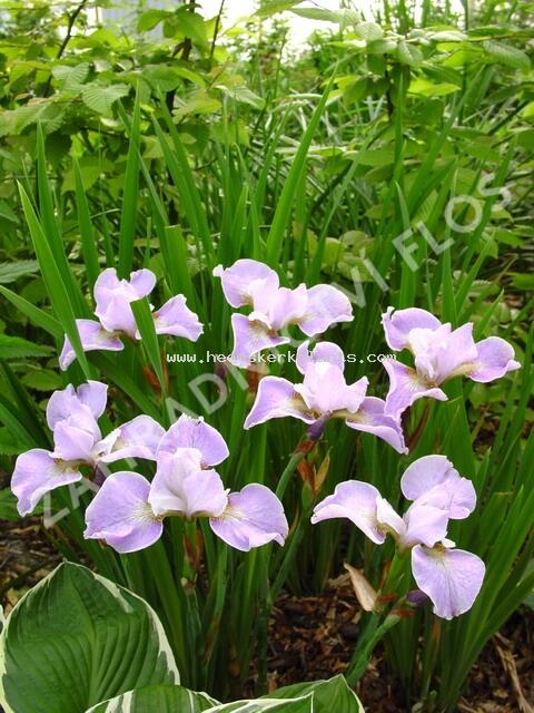 Kosatec sibiřský 'Memphis Memory' - Iris sibirica 'Memphis Memory'