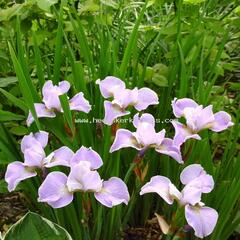 Kosatec sibiřský 'Memphis Memory' - Iris sibirica 'Memphis Memory'