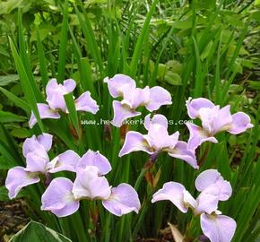 Kosatec sibiřský 'Memphis Memory' - Iris sibirica 'Memphis Memory'