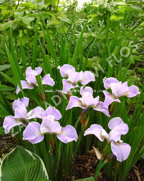 Kosatec sibiřský 'Memphis Memory' - Iris sibirica 'Memphis Memory'