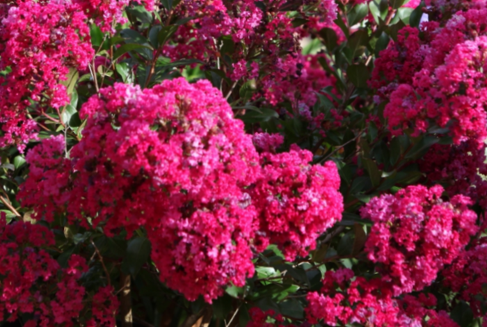 Pukol indický, krepová myrta 'Red Filli' - Lagerstroemia indica 'Red Filli'