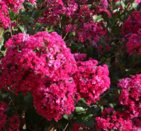 Pukol indický, krepová myrta 'Red Filli' - Lagerstroemia indica 'Red Filli'