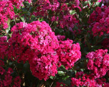 Pukol indický, krepová myrta 'Red Filli'