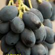 Réva vinná 'Admirál' - Vitis vinifera 'Admirál'