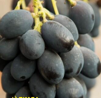 Réva vinná stolní 'Admirál' - Vitis vinifera 'Admirál'
