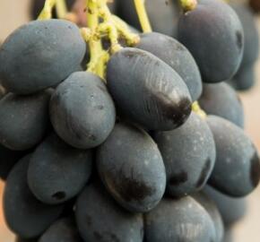 Réva vinná 'Admirál' - Vitis vinifera 'Admirál'