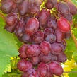 Réva vinná 'Aristokrat' - Vitis vinifera 'Aristokrat'
