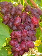 Réva vinná 'Aristokrat' - Vitis vinifera 'Aristokrat'