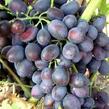 Réva vinná 'Černý Panter' - Vitis vinifera 'Černý Panter'