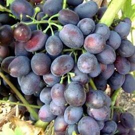 Réva vinná 'Černý Panter' - Vitis vinifera 'Černý Panter'