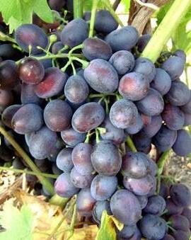 Réva vinná stolní 'Černý Panter' - Vitis vinifera 'Černý Panter'