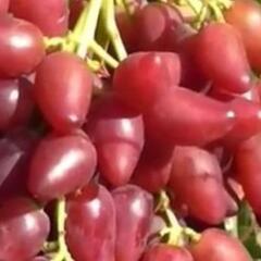 Réva vinná 'Dubovský červený' - Vitis vinifera 'Dubovský červený'