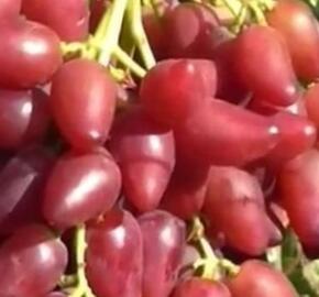 Réva vinná solní 'Dubovský červený'