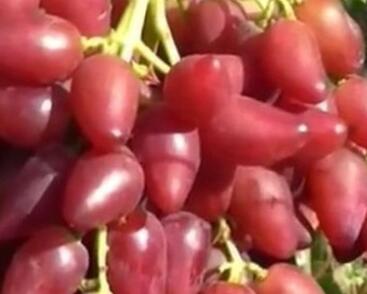 Réva vinná solní 'Dubovský červený'