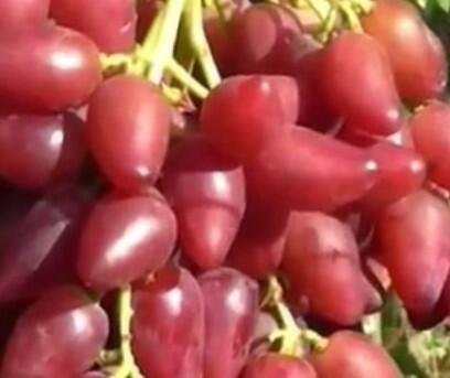 Réva vinná solní 'Dubovský červený' - Vitis vinifera 'Dubovský červený'