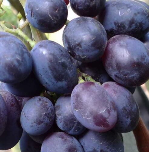 Réva vinná 'Fourchete' - Vitis vinifera 'Fourchete'