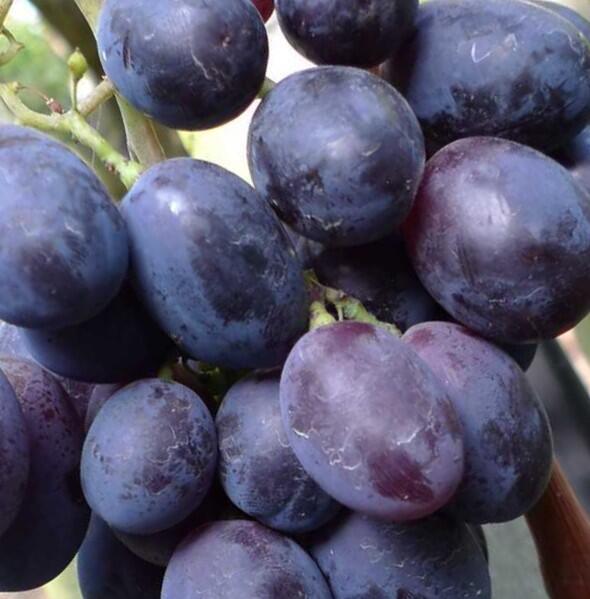 Réva vinná 'Fourchete' - Vitis vinifera 'Fourchete'