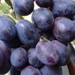 Réva vinná 'Fourchete' - Vitis vinifera 'Fourchete'