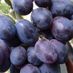 Réva vinná 'Fourchete' - Vitis vinifera 'Fourchete'