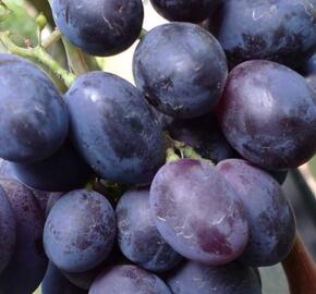 Réva vinná 'Fourchete' - Vitis vinifera 'Fourchete'