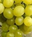 Réva vinná 'Ilarie' - Vitis vinifera 'Ilarie'