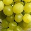 Réva vinná 'Ilarie' - Vitis vinifera 'Ilarie'