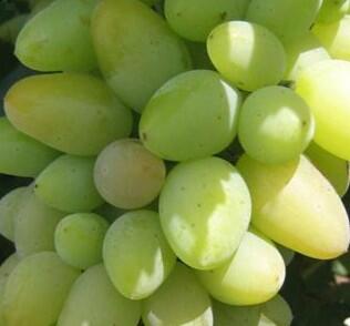 Réva vinná stolní 'Monarch' - Vitis vinifera 'Monarch'