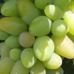 Réva vinná 'Monarch' - Vitis vinifera 'Monarch'