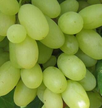 Réva vinná stolní 'Poklad' - Vitis vinifera 'Poklad'