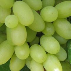 Réva vinná 'Poklad' - Vitis vinifera 'Poklad'