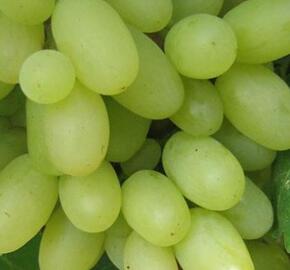 Réva vinná 'Poklad' - Vitis vinifera 'Poklad'