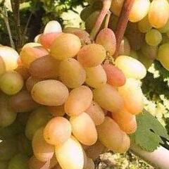 Réva vinná 'Proměna' - Vitis vinifera 'Proměna'