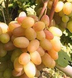 Réva vinná 'Proměna' - Vitis vinifera 'Proměna'