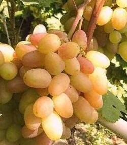 Réva vinná stolní 'Proměna' - Vitis vinifera 'Proměna'
