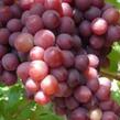 Réva vinná 'Purple Haze' - Vitis vinifera 'Purple Haze'