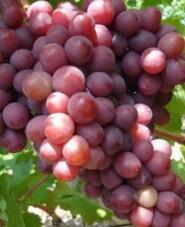 Réva vinná 'Purple Haze' - Vitis vinifera 'Purple Haze'