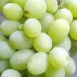 Réva vinná 'Vostorg Žlutý' - Vitis vinifera 'Vostorg Žlutý'