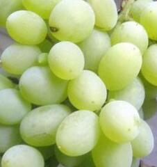 Réva vinná 'Vostorg Žlutý' - Vitis vinifera 'Vostorg Žlutý'