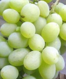 Réva vinná 'Vostorg Žlutý' - Vitis vinifera 'Vostorg Žlutý'