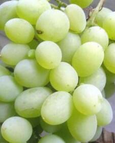 Réva vinná stolní 'Vostorg Žlutý' - Vitis vinifera 'Vostorg Žlutý'