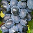 Réva vinná 'Attika' - Vitis vinifera 'Attika'