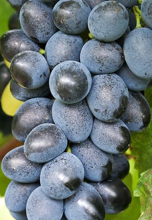 Réva vinná stolní bezsemenná 'Attika' - Vitis vinifera 'Attika'