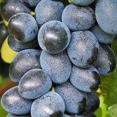 Réva vinná 'Attika' - Vitis vinifera 'Attika'
